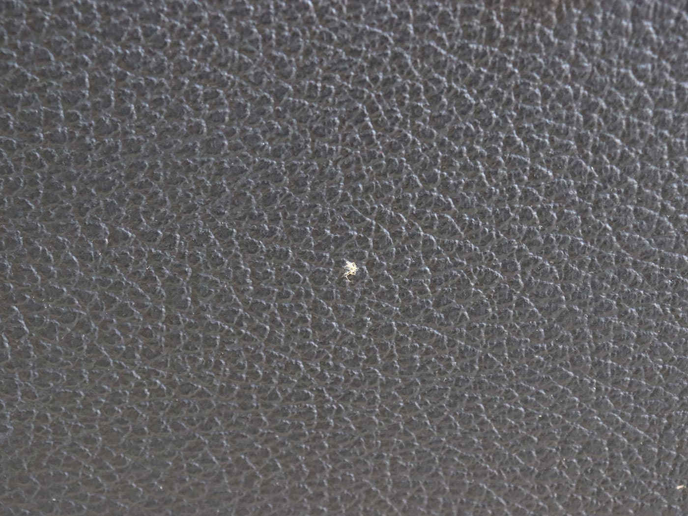 【中古・ジャンク】Fender Twin Reverb ギターコンボアンプ - 画像 (6)